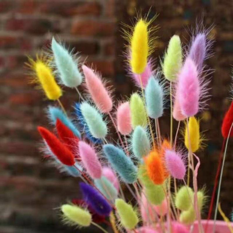 Bunga Kering Lagurus Bunny Tail Flower Dried IMPORT Candy Colour Lagurus Rabbit Bunny Tail Asli Natural Bunga Kering Murah