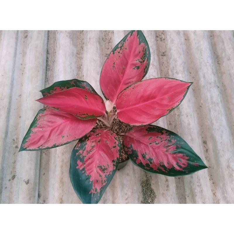 bunga aglonema suksom