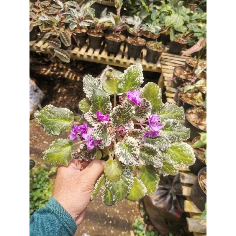 Tanaman hias Vioces variegata bunga ungu / bunga violces violet african variegata bunga ungu