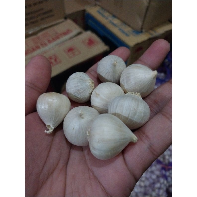 

bawang putih tunggal 500 gram