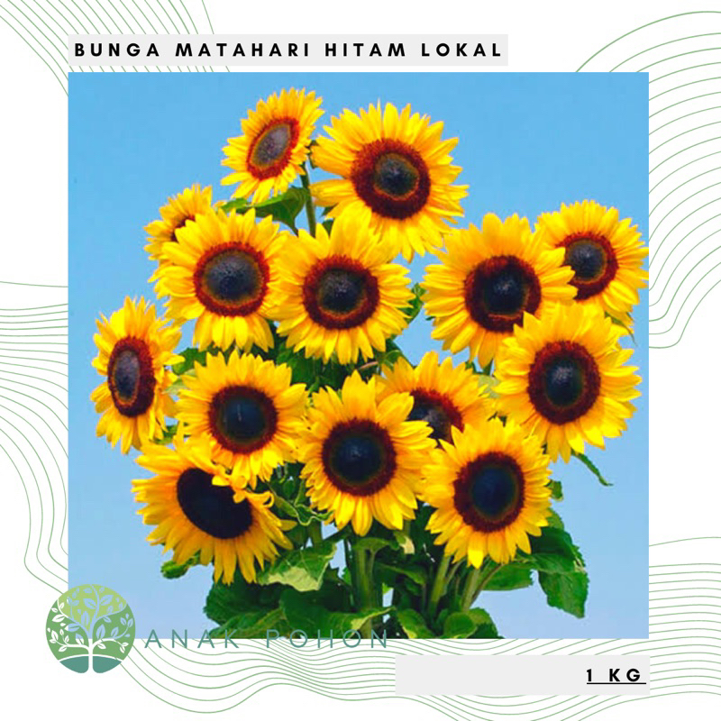 (1 KG) Benih Sunflower Bunga Matahari Hitam Lokal Kualitas Super Seeds