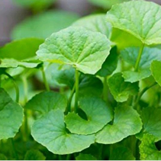 

daun pegagan fress 100g rendeng