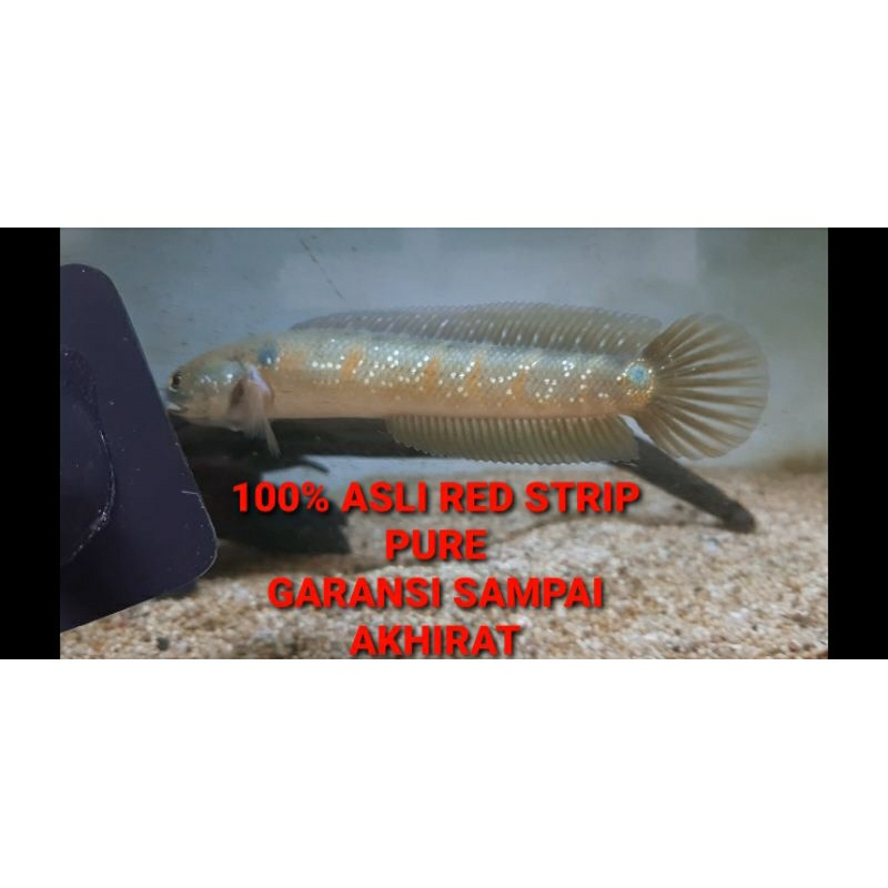 [free pelet] Asiatica red strip pure FLARING asli merah 8-15cm top grade free sticker