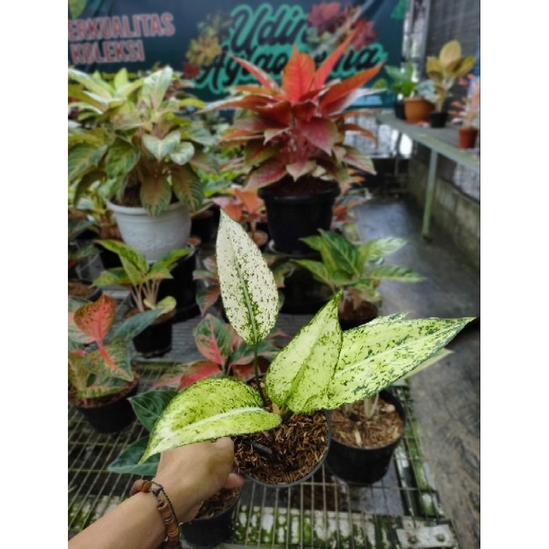 aglonema Yellow Crown