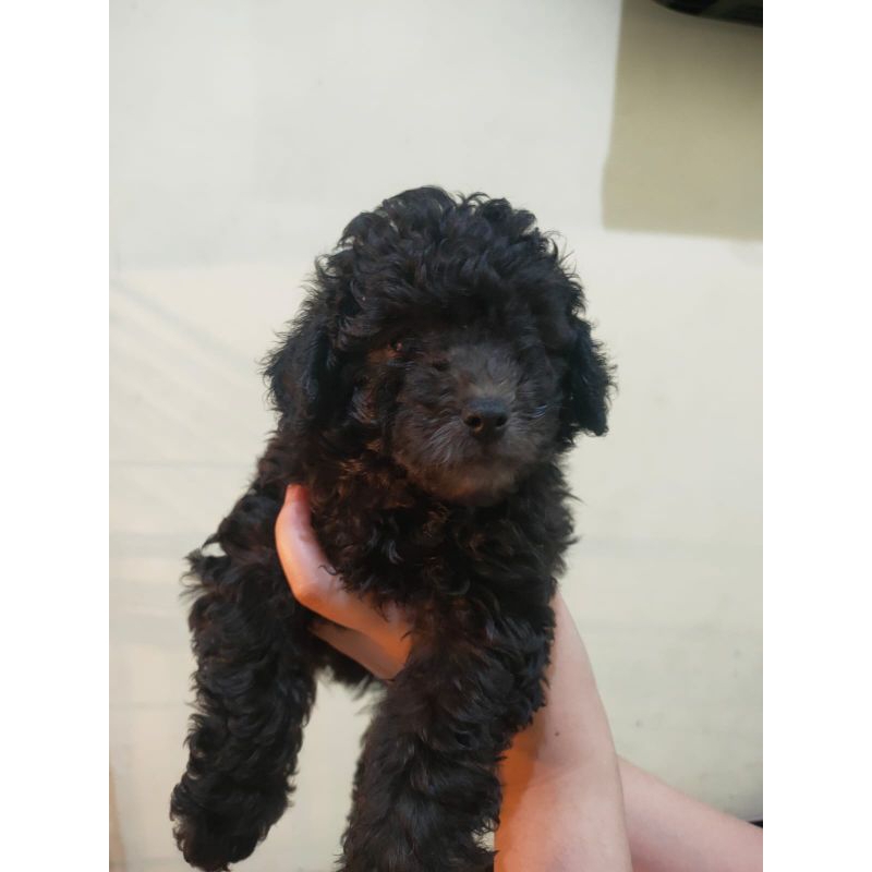 Puppy poodle tiny bandung