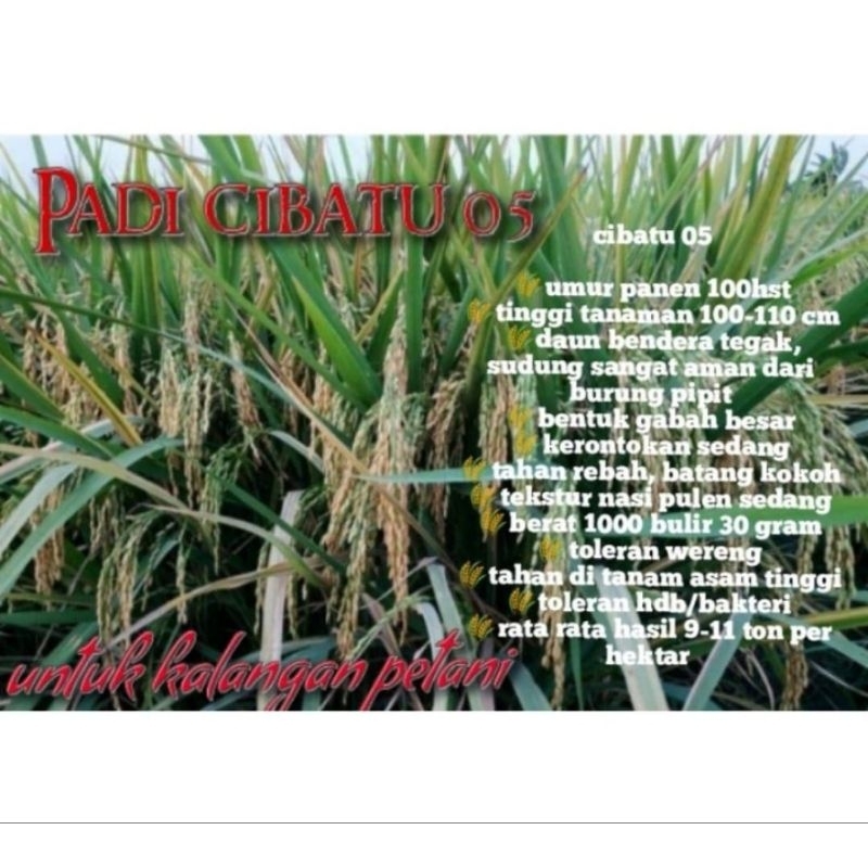 BENIH PADI CIBATU 05 KEMASAN 5KG