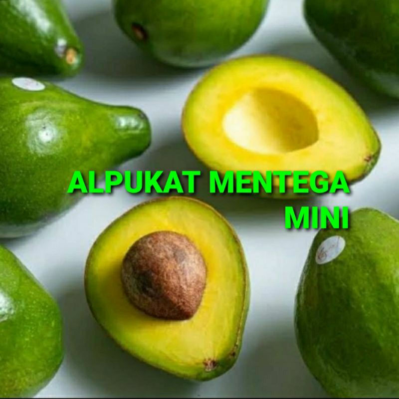 

ALPUKAT MENTEGA MINI KHUSUS PARA SULTAN 1 KG (PREMIUM QUALITY)