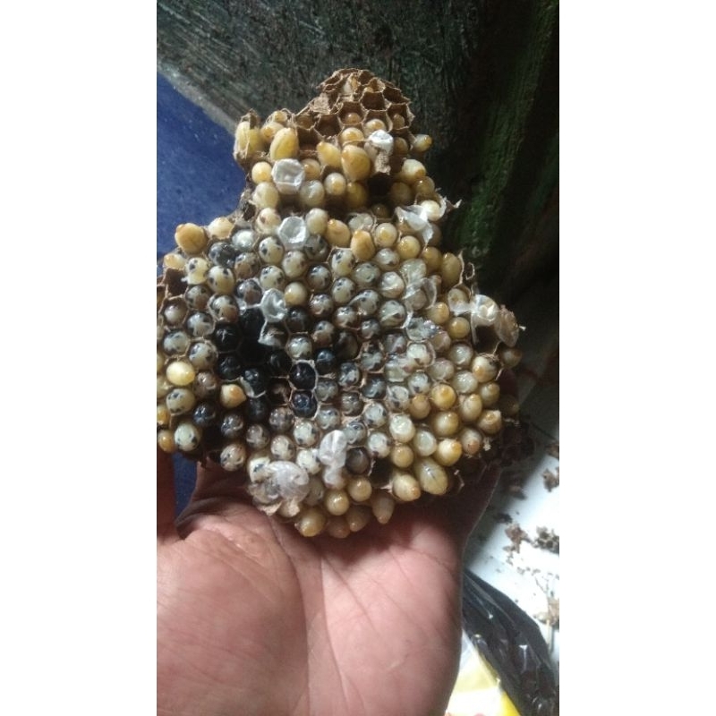 larva tawon ( Isi 100Ekor ) umpan brusuttt segala jenis ikan galatama atau harian ya