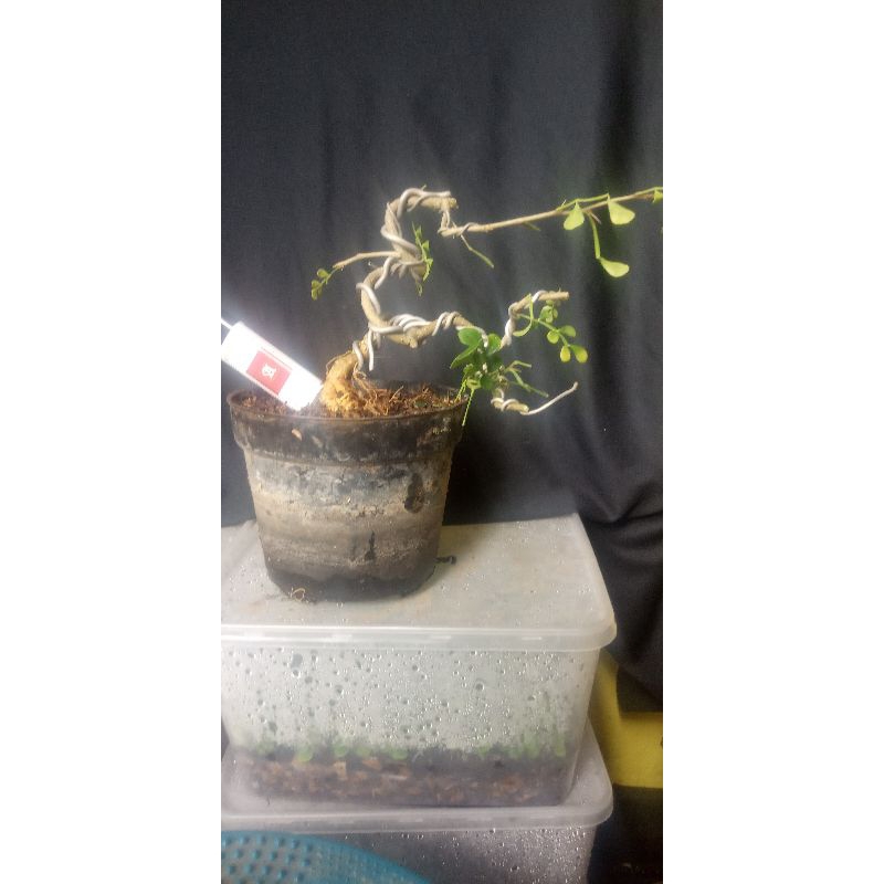 Bahan Bonsai Kawista Mame Gerak Extrim