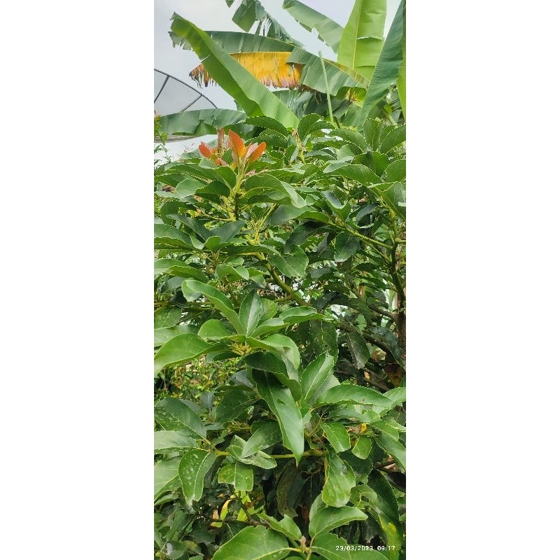 entres alpukat pluang