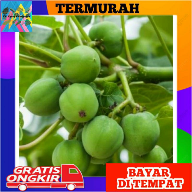 

Buah Jarak Asli Fresh Segar Berkualitas 20pcs
