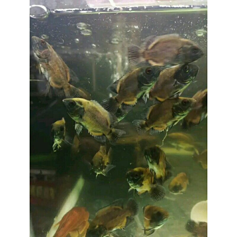 Oscar baby 2 jari up