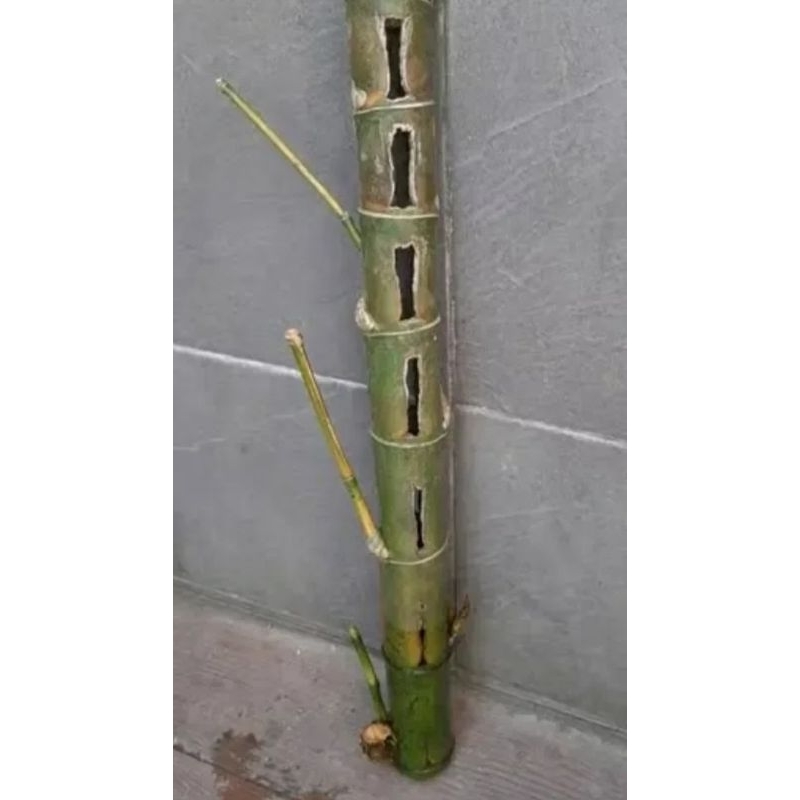 bambu petuk unik paling dicari per pcs