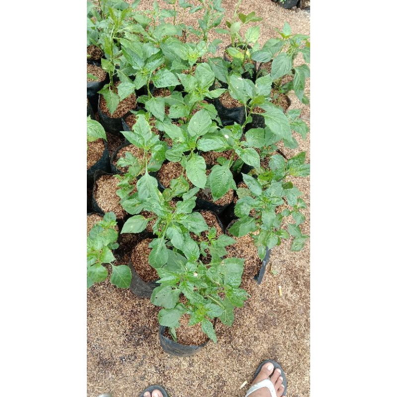 Tanaman hias pohon cabe rawit