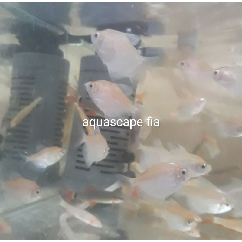 IKAN HIAS TETRA ALBINO