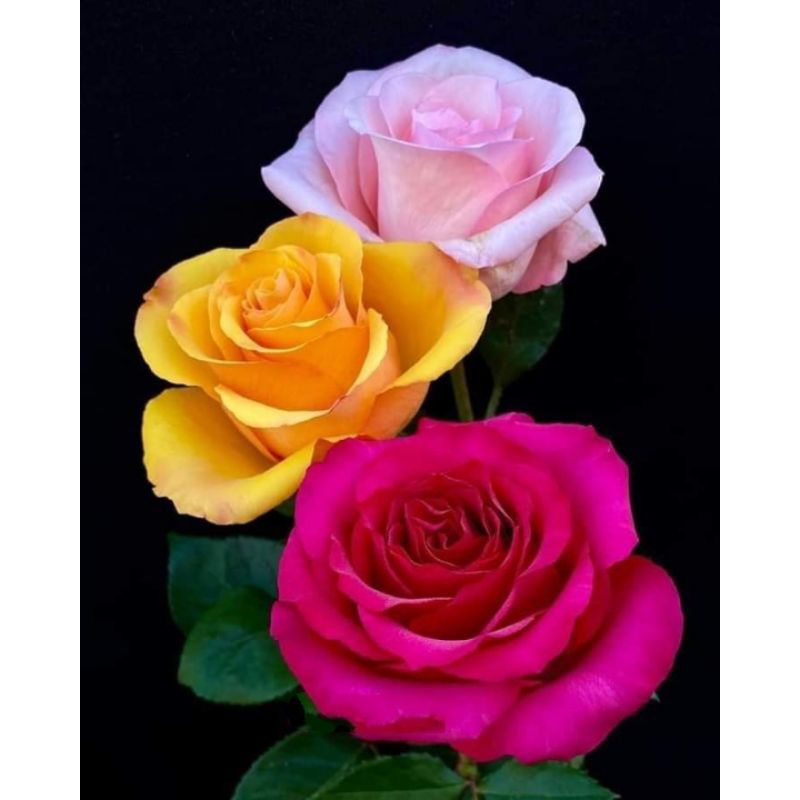 Poster Cetak, BUNGA MAWAR, Ukuran JUMBO, 100x70cm DAN 150x100cm/Hiasan Dinding/Lukisan Cetak/TANPA B