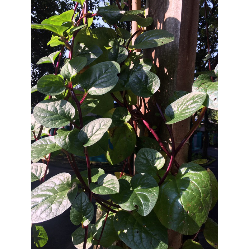 DAUN BINAHONG MERAH