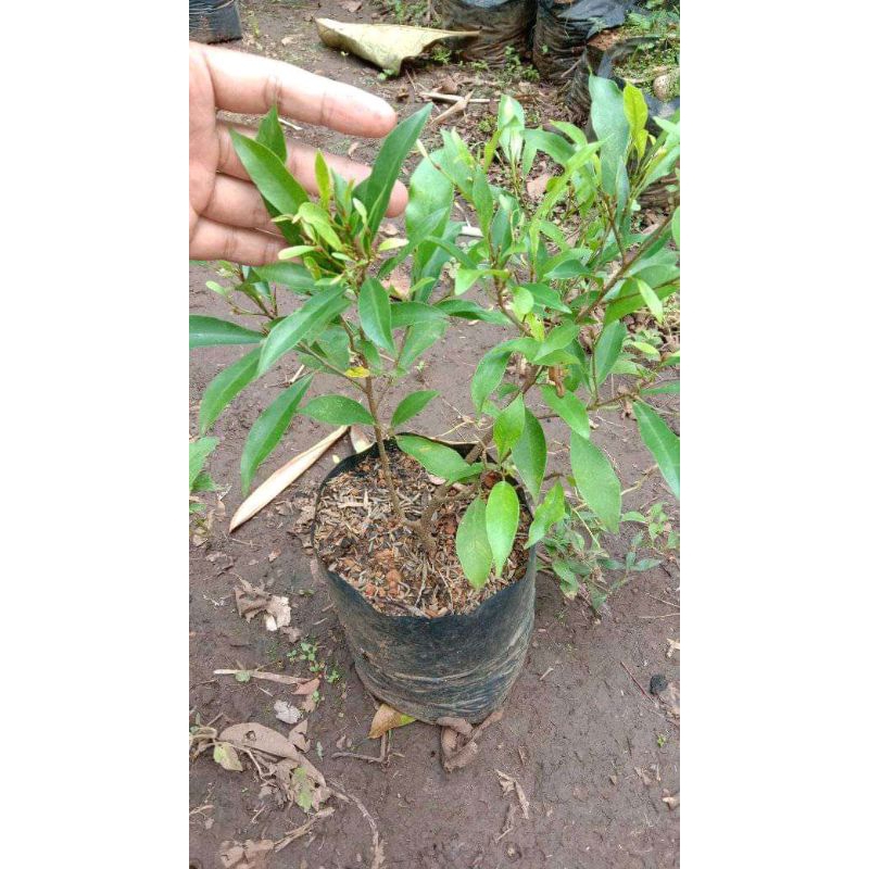 Bahan Bonsai Beringin Afrika // Bibit Beringin Afrika // Ficus Afrika