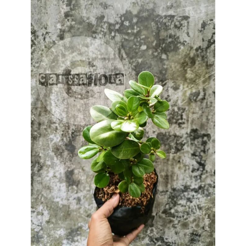 Tanaman hias pohon beringin Korea asli siap bonsai