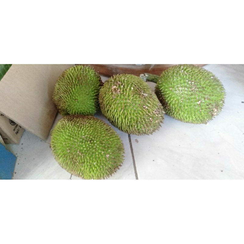 

BUAH KELUWIH, KELUWEH