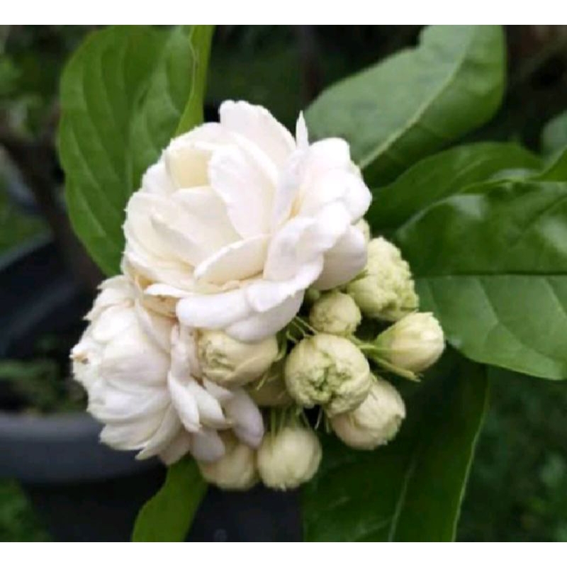 BUNGA MELATI TUSCANY / MELATI TELUR HARUM WANGI