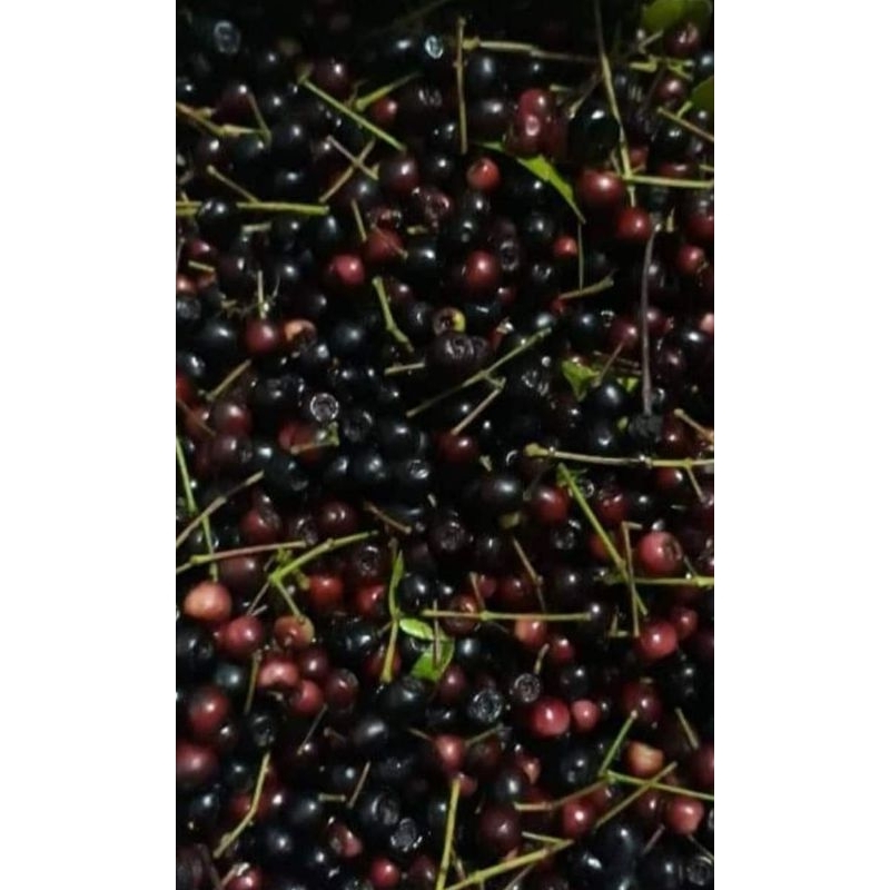 biji bunga pucuk merah