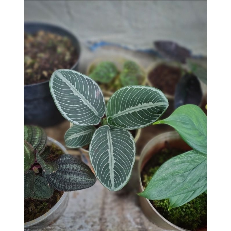 schismatoglottis chevron