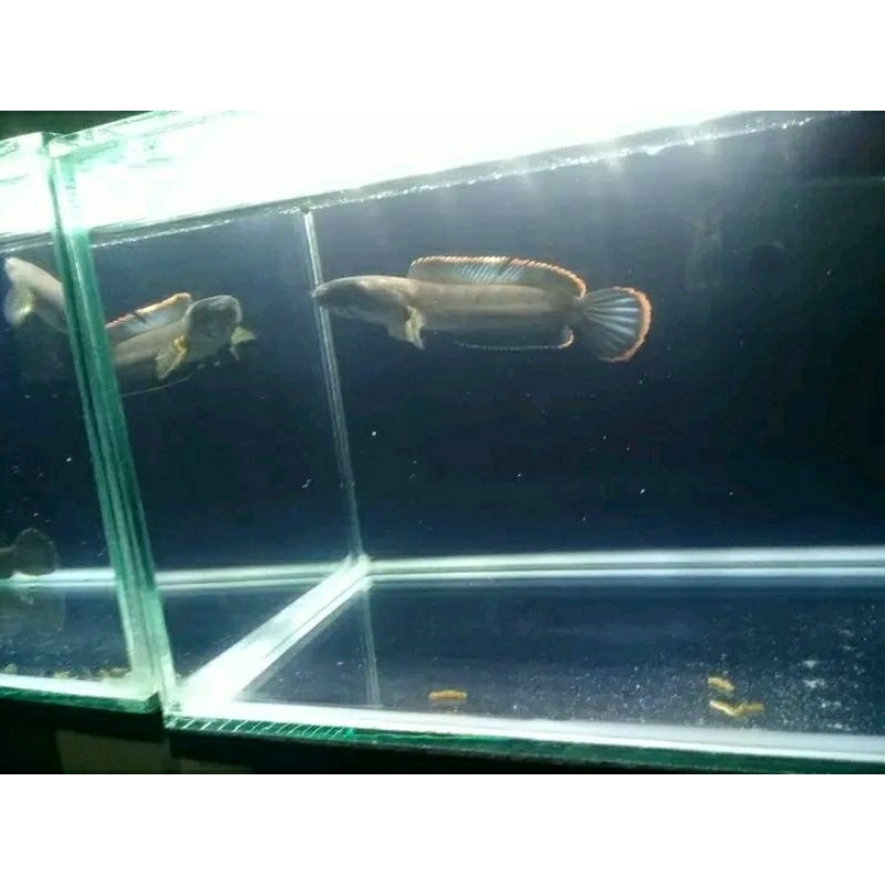 Canna limbata WC style