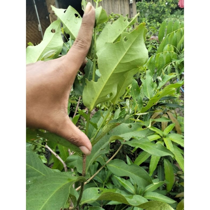 entres jambu dalhari murah