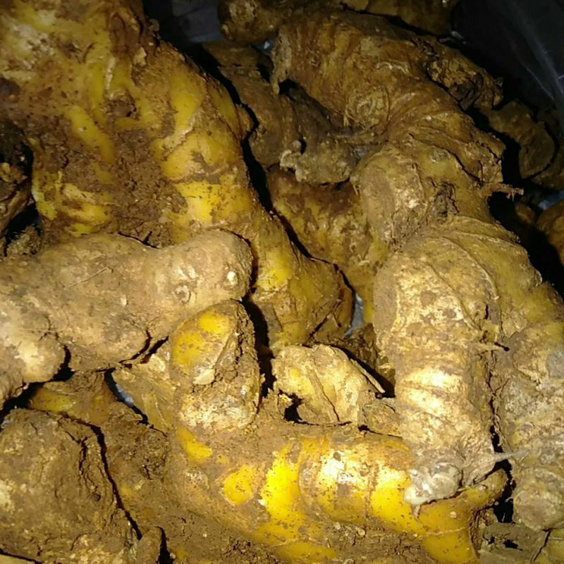 

Puyang Lempuyang rimpang segar