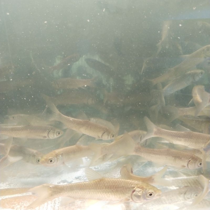 Bibit ikan wader 1 jari sehat