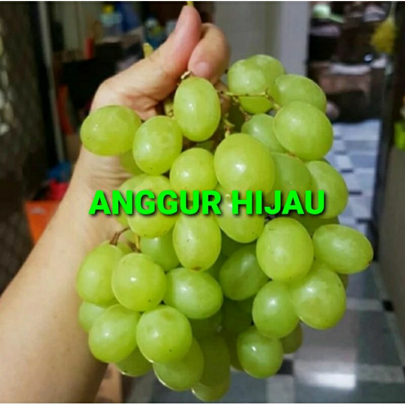 

BUAH ANGGUR HIJAU KHUSUS PARA SULTAN 1 KG (PREMIUM QUALITY)