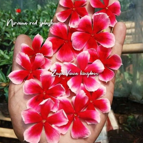 Vinca NIRVANA RED SPLASH (Fresh seeds) juntai