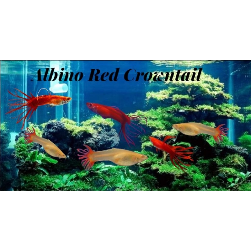 Hiasan aquarium guppy AOT albino red crowntail CT Red aquascape