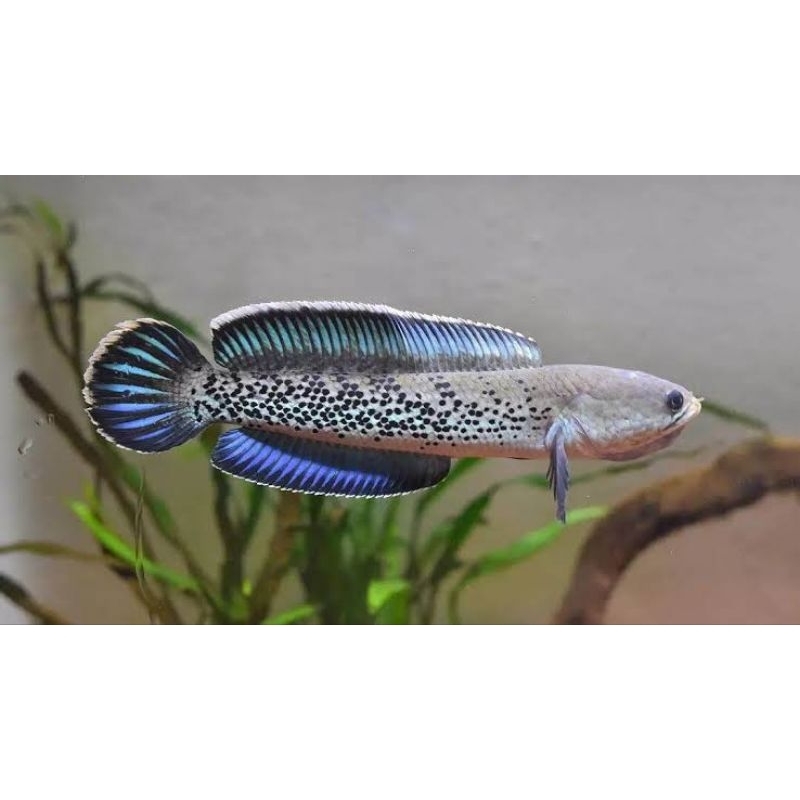 stewarti karbialong 6-8cm