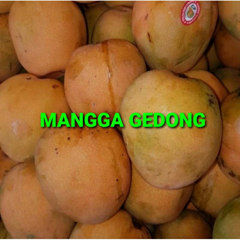 

MANGGA GEDONG KHUSUS PARA SULTAN 1 KG (PREMIUM QUALITY)