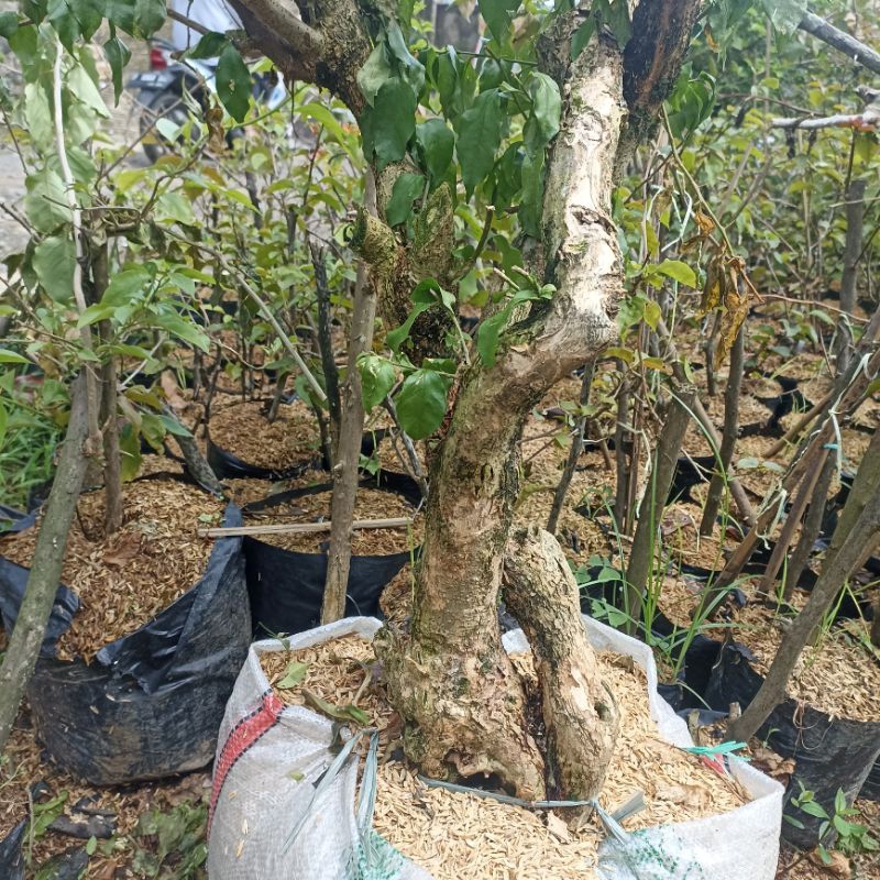 Bonggolan Besar Bugenvile. bahan tempelan, bahan bonsai bugenvile bonggol besar