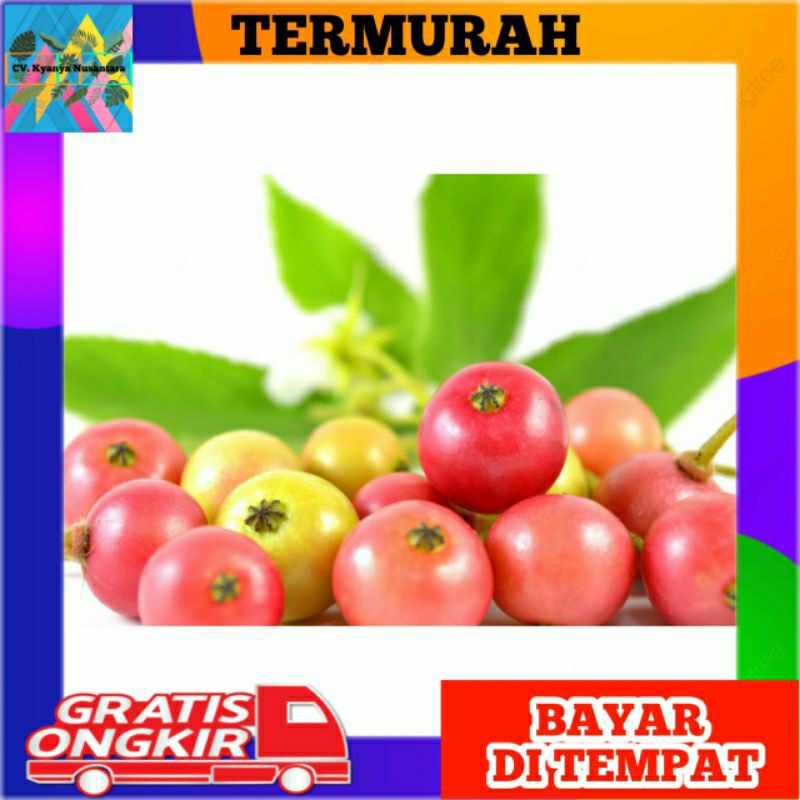 Buah Kersen/Ceri/Kersem/Kerukup Siam Fresh 50 biji