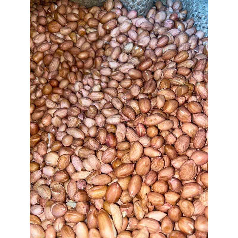 

Kacang Tanah India