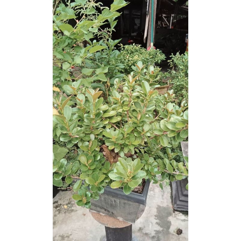 Dolar Mangkok Merah / Dolar mangkok pucuk merah