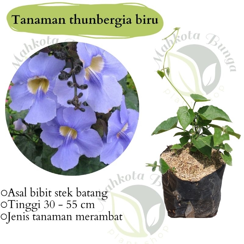 Tanaman hias rambat blue thunbergia - thunbergia grandiflora