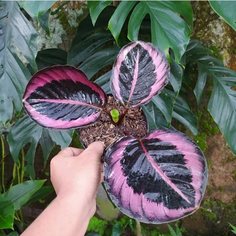 Calathea Pink Jessy 3daun - Tanaman Calathea Pink Jessy - Calathea Murah
