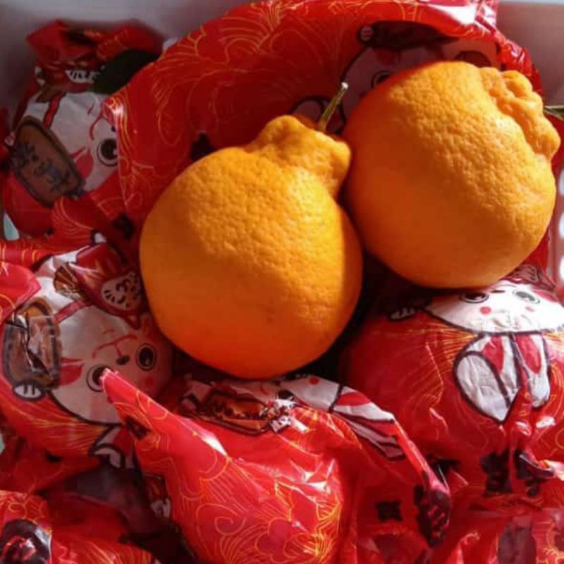 

Buah Jeruk Papagan Dekopon - Manis Tanpa Biji