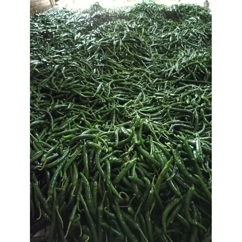 

CABAI HIJAU FRESH TERMURAH Harga turun LANGSUNG DARI PETANI