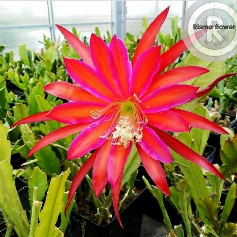 Tanaman hias pohon Wijaya Kusuma Bangkok ocean red / bunga Wijaya Kusuma besar - bunga Wijaya Kusuma