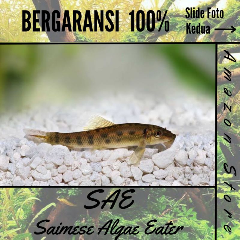 Ikan Siamese Algae Eater / Ikan SAE - Ikan permbersih Aquascape