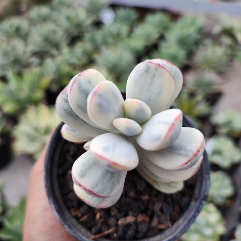 Cotyledon Orbiculata Variegated | DP