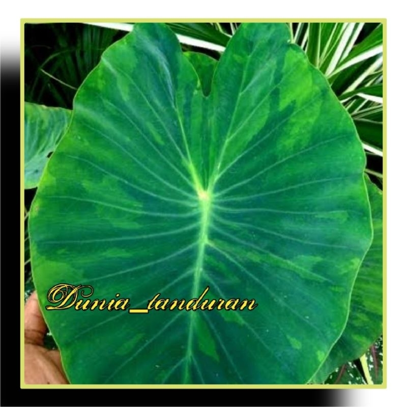 Colocasia Lime Ade