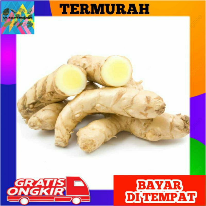 

Temu Putih || Kunyit Putih 500gr Berkualitas Segar