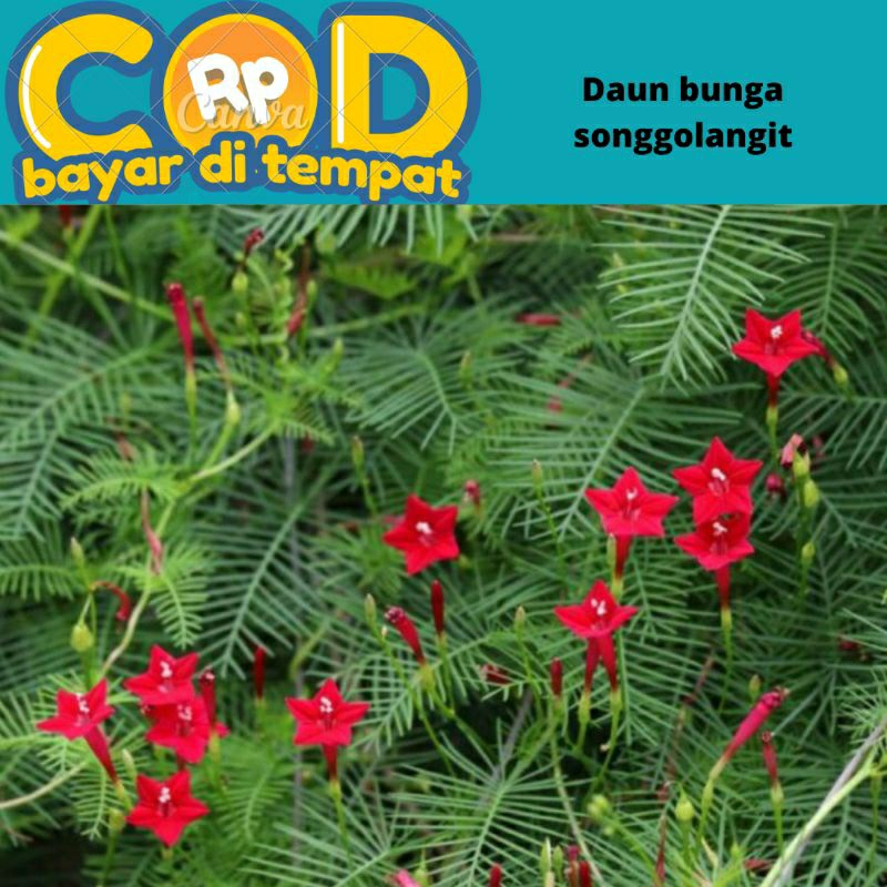 

daun songgo langit / rincik bumi 200 gram